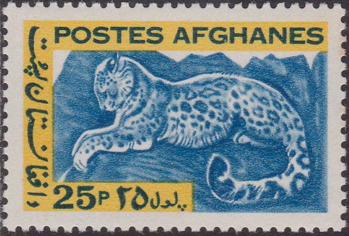 Snow Leopard (Panthera uncia)
