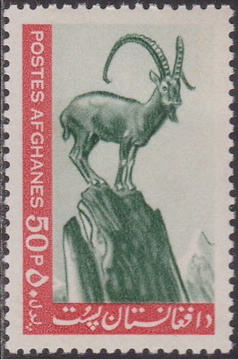 Asiatic Ibex (Capra sibirica)