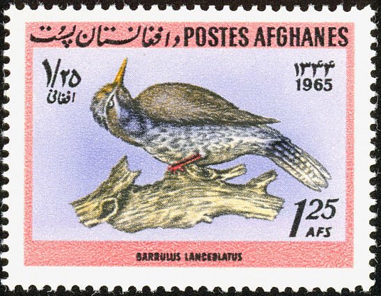Lanceolated Jay (Garrulus lanceolatus)