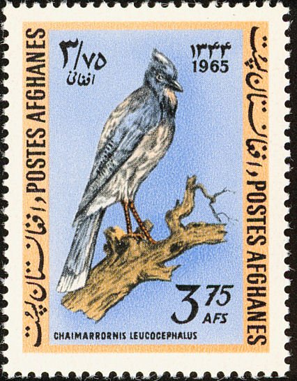 Black-headed Jay (Picus squamatus)