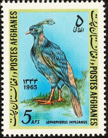 Himalayan Monal (Lophophorus impejanus) 
