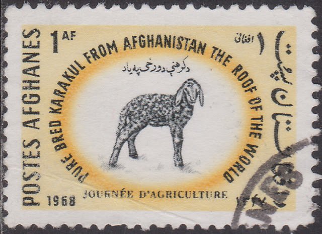 Karakul Sheep (Ovis ammon aries)