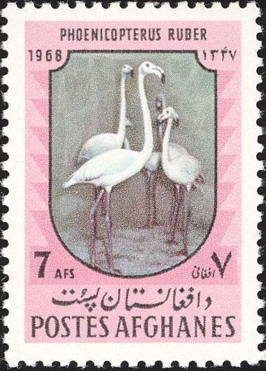 Caribbean Flamingo (Phoenicopterus ruber) 