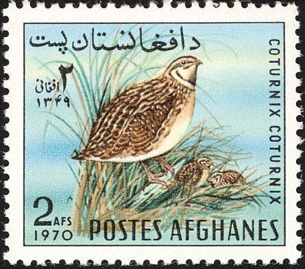 Common Quail (Coturnix coturnix) 