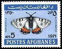 Swallowtail Butterfly (Parnassius autocrator)