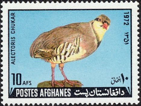 Chukar Partridge (Alectoris chukar)