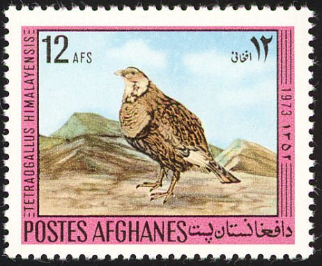 Himalayan Snowcock (Tetraogallus himalayensis)