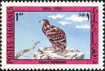 Lesser Spotted Eagle (Aquila pomarina)