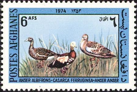 Greater White-fronted Goose (Anser albifrons), Greylag Goose