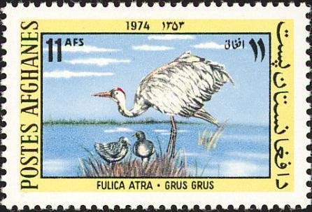Eurasian Coot (Fulica atra), Gray Crane (Grus grus)