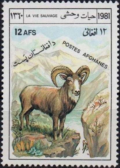 Urial (Ovis orientalis vignei) 
