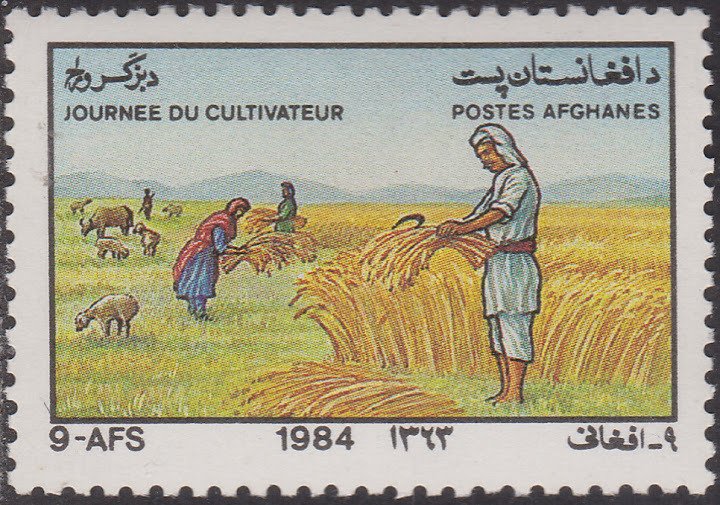 Grain Harvest, Sheep (Ovis ammon aries)