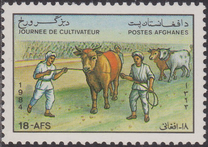 Cattle (Bos primigenius taurus)