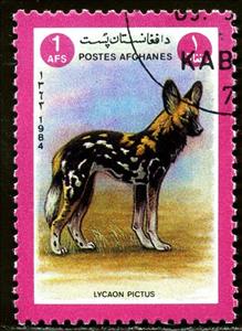 Stamp, African wild dog (Lycaon pictus), Afghanistan,  , Mammals, Animals (Fauna)