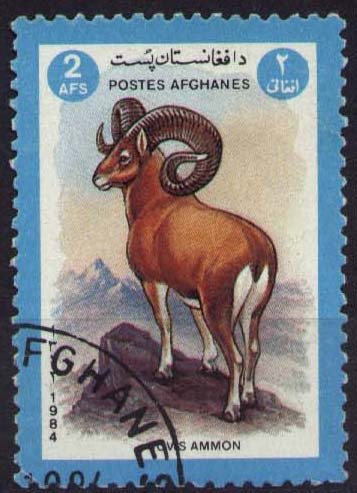 Argali or Mountain Sheep (Ovis ammon)