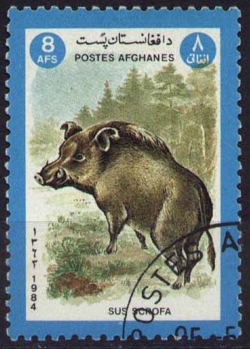 Wild boar (Sus scrofa)