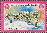 Snow Leopard (Panthera uncia)