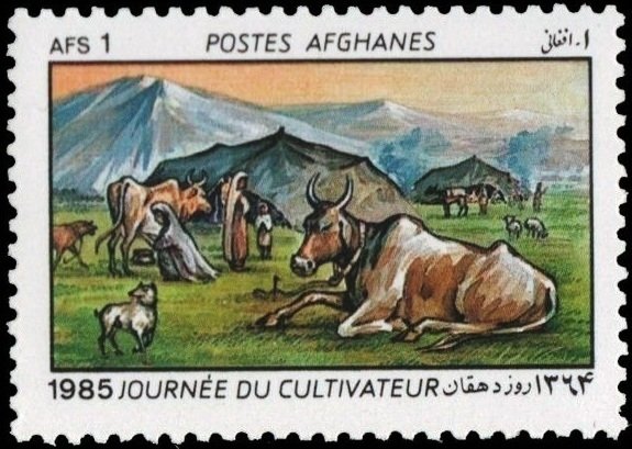 Cattle (Bos primigenius taurus), Dog (Canis lupus familiaris