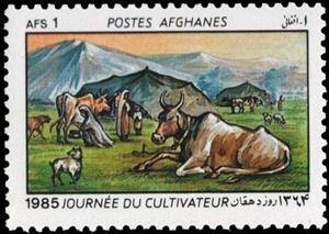 Stamp, Cattle (Bos primigenius taurus), Dog (Canis lupus familiaris, Afghanistan,  , Mammals, Agriculture, Cattle, Animals (Fauna)