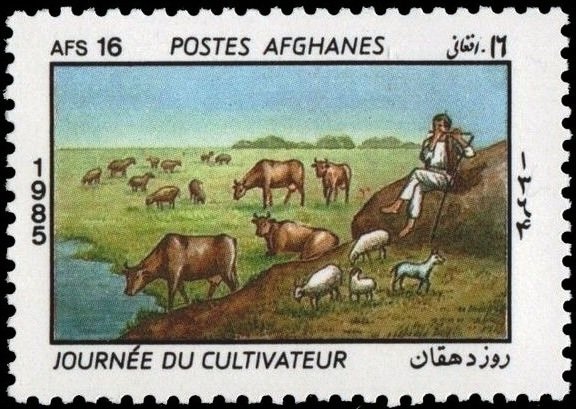 Cattle (Bos primigenius taurus), Sheep (Ovis ammon aries), S