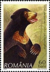 Sun Bear (Helarctos malayanus)