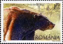 American Black Bear (Ursus americanus)