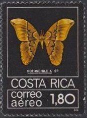 Moth (Rothschildia sp.)