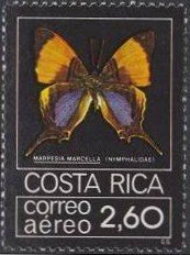 Pansy Daggerwing (Marpesia marcella)