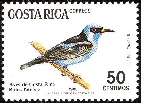 Red-legged Honeycreeper (Cyanerpes cyaneus)