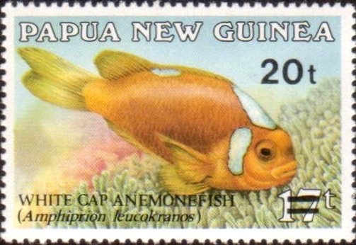 White Cap Anemonefish (Amphiprion leucocranos)