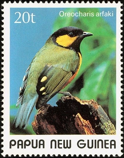 Tit Berrypecker (Oreocharis arfaki)
