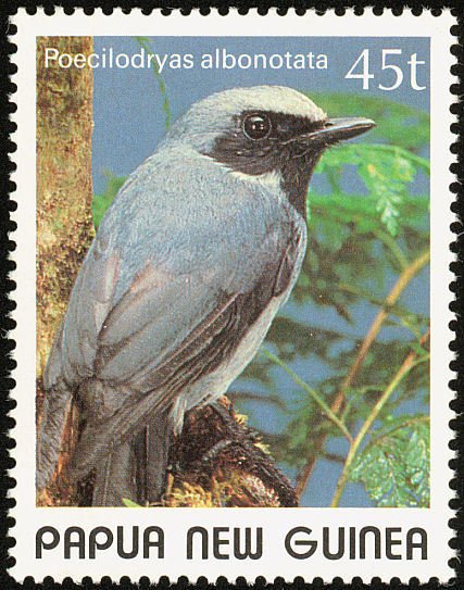 Black-throated Robin (Poecilodryas albonotata)