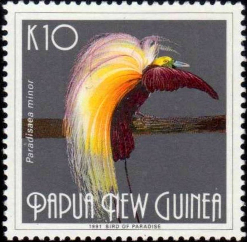 Lesser Bird-of-paradise (Paradisaea minor)