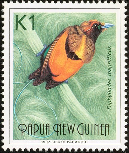 Magnificent Bird-of-paradise (Diphyllodes magnificus)