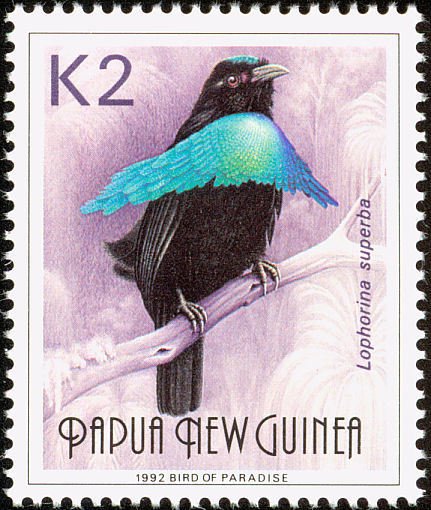 Superb Bird-of-paradise (Lophorina superba)