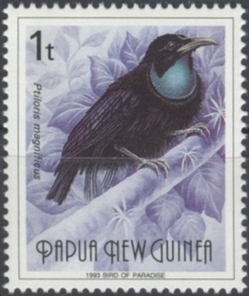 Magnificent Riflebird (Ptiloris magnificus)