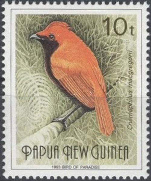 Crested Satinbird (Cnemophilus macgregorii)