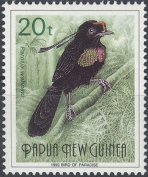 Wahnes's Parotia (Parotia wahnesi)