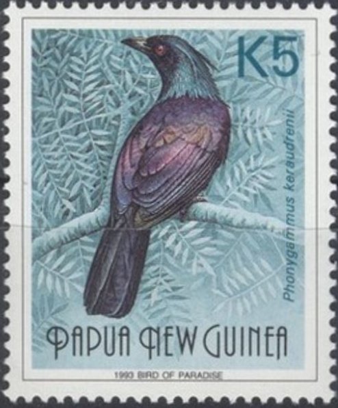 Trumpet Manucode (Phonygammus keraudrenii)