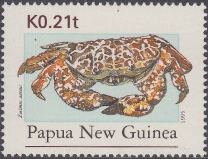 Devil Crab (Zosimus aeneus)