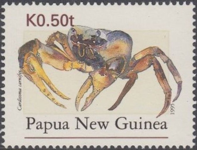 Brown Land Crab (Cardisoma carnifex)