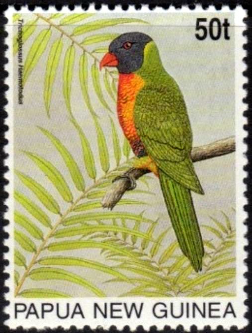Rainbow Lorikeet (Trichoglossus haematodus)