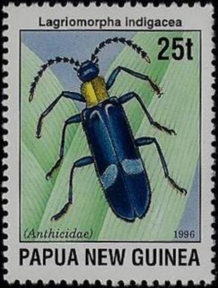 Pselaphid Beetle (Lagriomorpha indigacea)