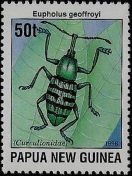 Ground Beetle (Eupholus geoffroyi)