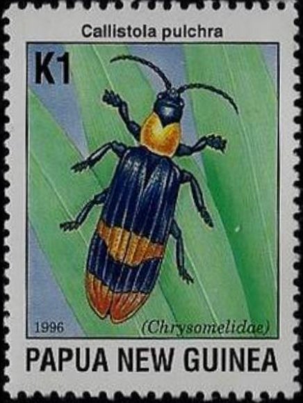 Leaf Beetle (Callistola pulchra)