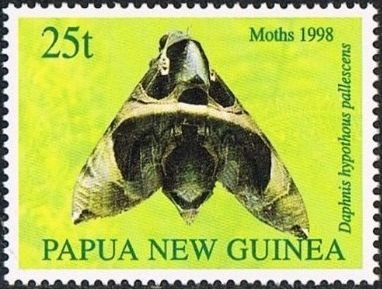 Moth (Daphnis hypothous pallescens)