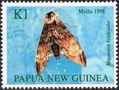 Moth (Meganoton hyloicoides)