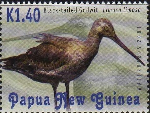 Black-tailed Godwit (Limosa limosa)