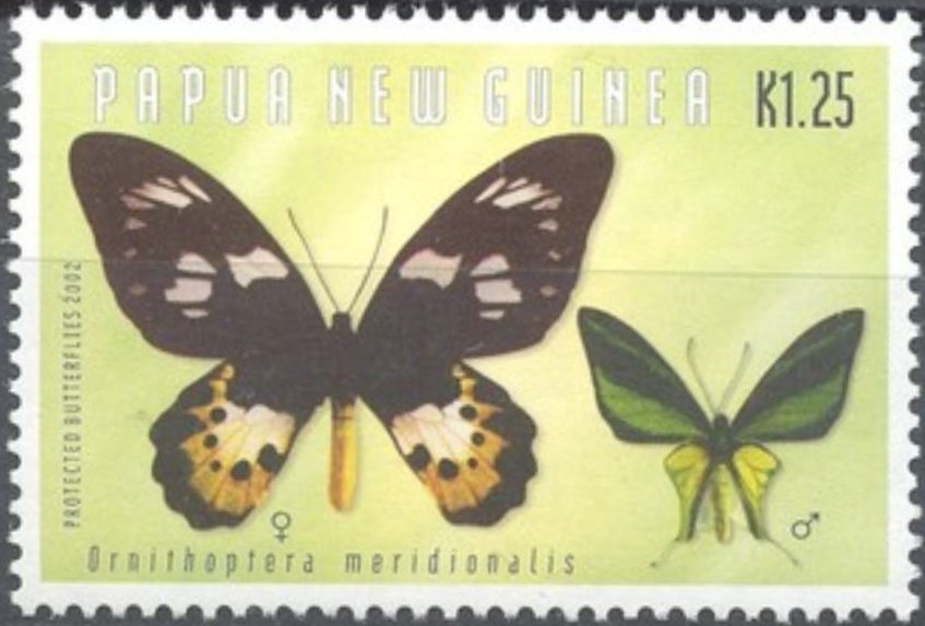 Southern Tailed Birdwing (Ornithoptera meridionalis)