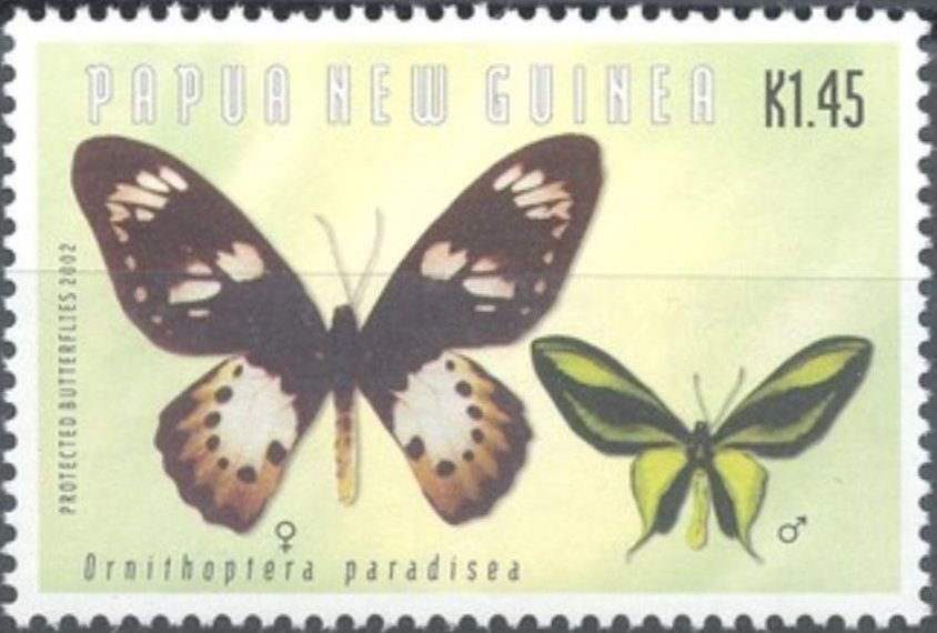 Paradise Birdwing (Ornithoptera paradisea)